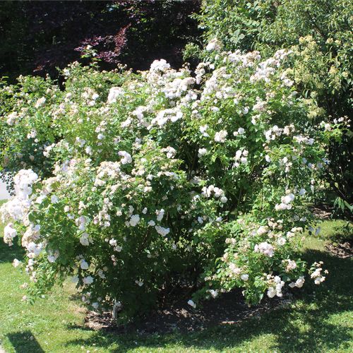 Różowy, później białe kwiaty  - Róże pienne - z drobnymi kwiatami - korona krzaczasta
